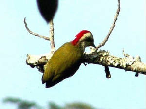 cubangreenwoodpecker.jpg