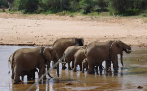 elephantskenya.jpg
