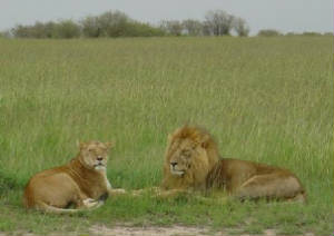 lionskenya.jpg