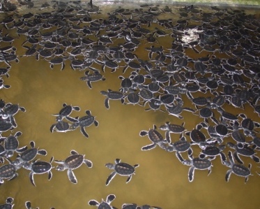 babyturtles.jpg