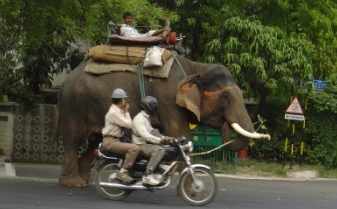 elephant.jpg