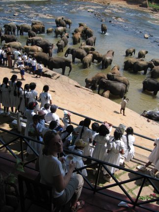 elephants.jpg